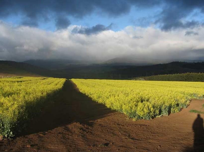 فيلا Curringa Farm Meadowbank المظهر الخارجي الصورة